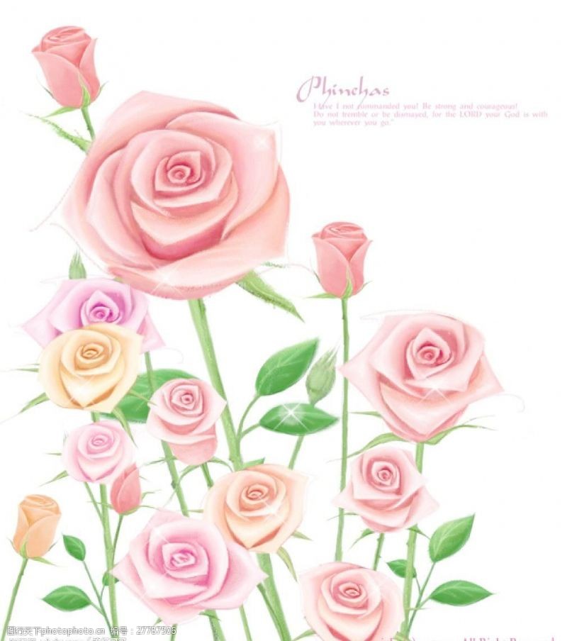 玫瑰花模板下载漂亮玫瑰花图片