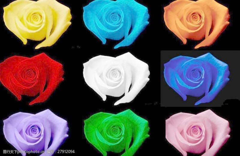 玫瑰花模板下载彩色玫瑰花图片