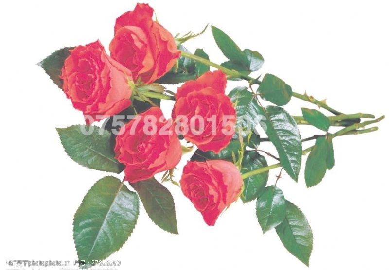 玫瑰花模板下载玫瑰花图片