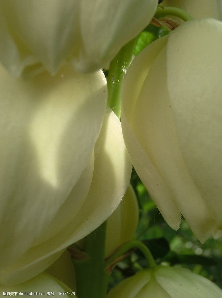 春意盎然不知名的白色花苞图片