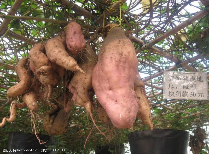 科技农业巨型红薯图片