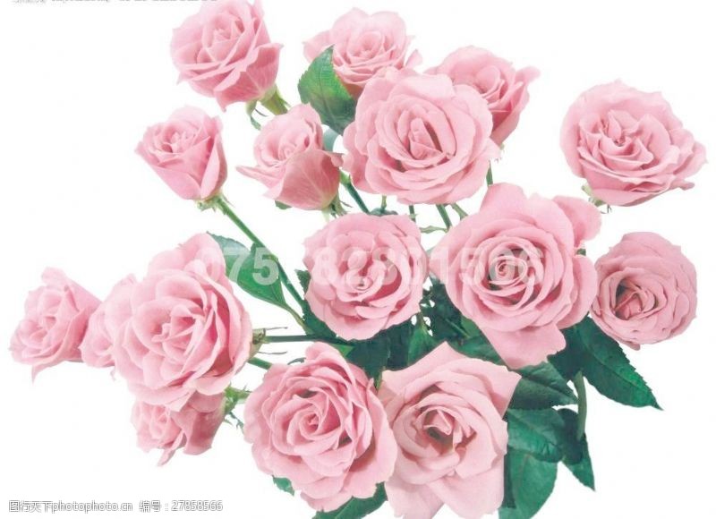 玫瑰花模板下载玫瑰花图片