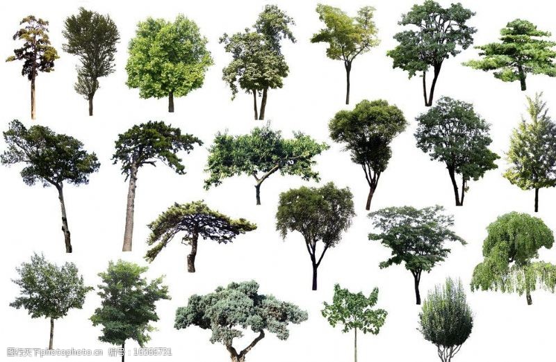 银客松园林绿色树木设计PSD分层素材图片
