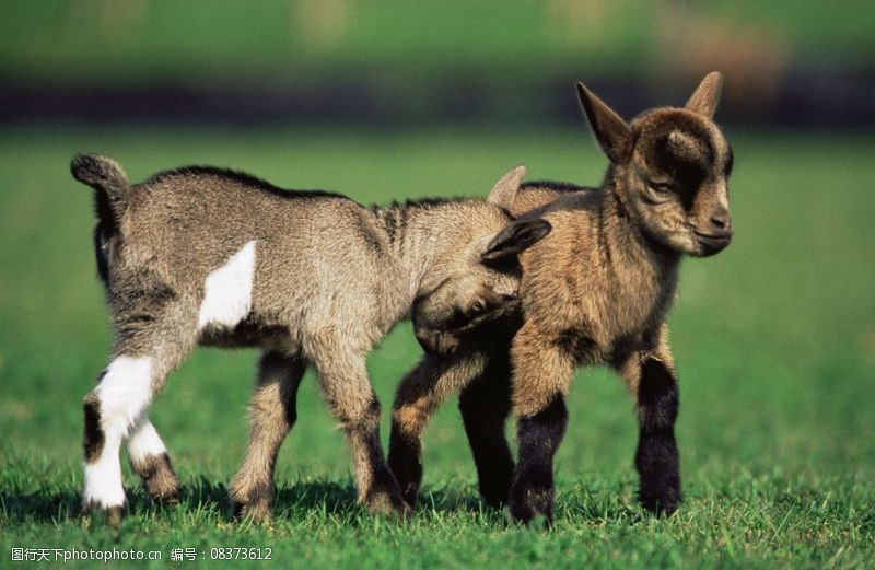 山羊仔图片免费下载 山羊仔素材 山羊仔模板 图行天下素材网