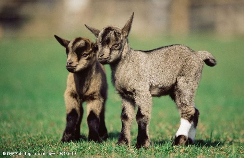 山羊仔图片免费下载 山羊仔素材 山羊仔模板 图行天下素材网