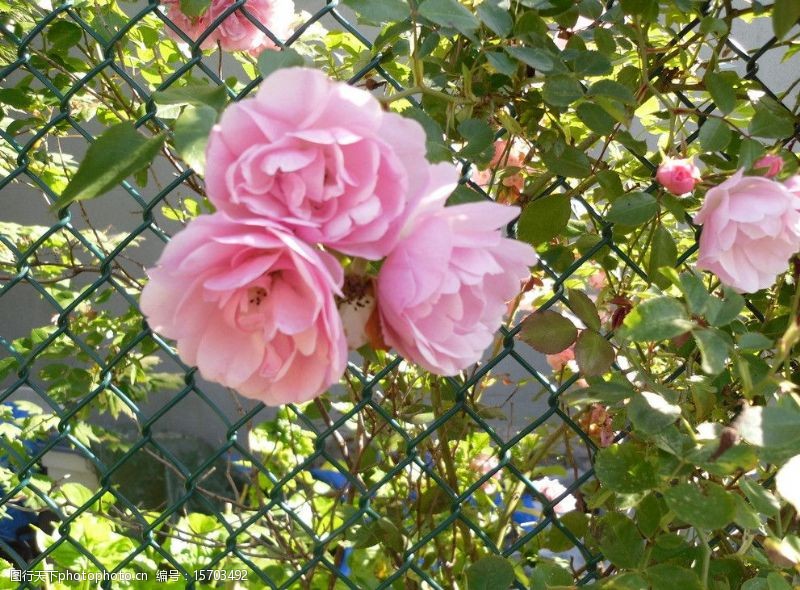 篱笆前粉红色秋海棠图片