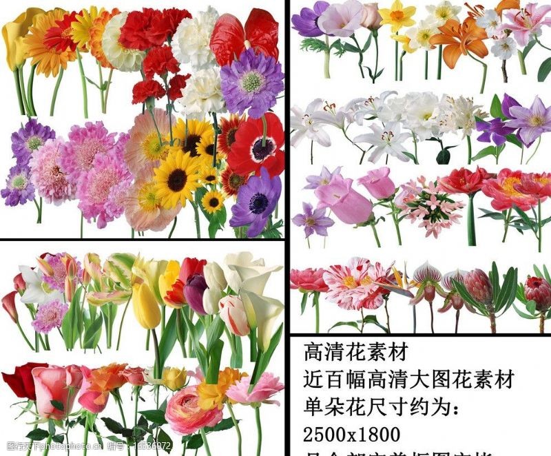 白牡丹高清花朵素材图片