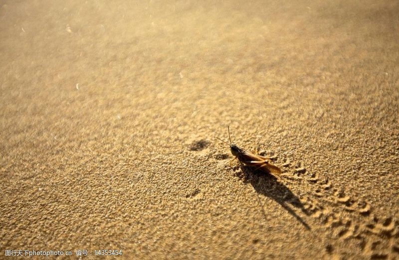 金色沙滩沙漠里的蚂蚱图片