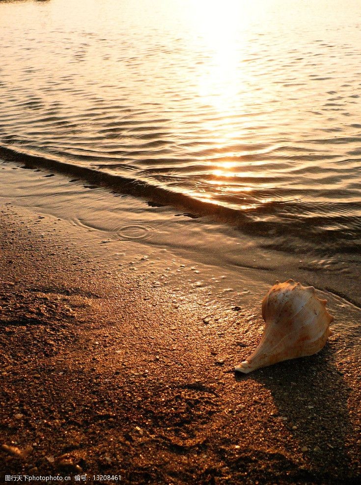 金色沙滩夕阳沙滩海螺图片