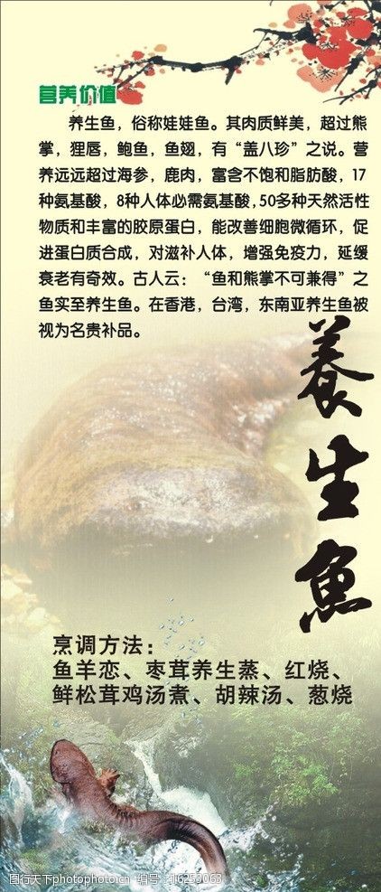 长江养生鱼图片