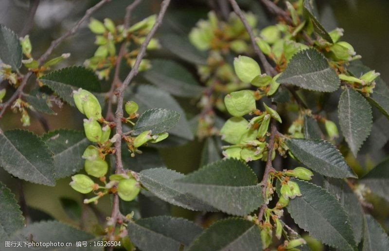 杯状花序榔榆树花图片